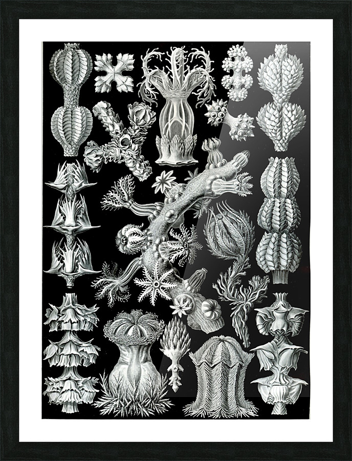 40 haeckel gorgonida Picture Frame print
