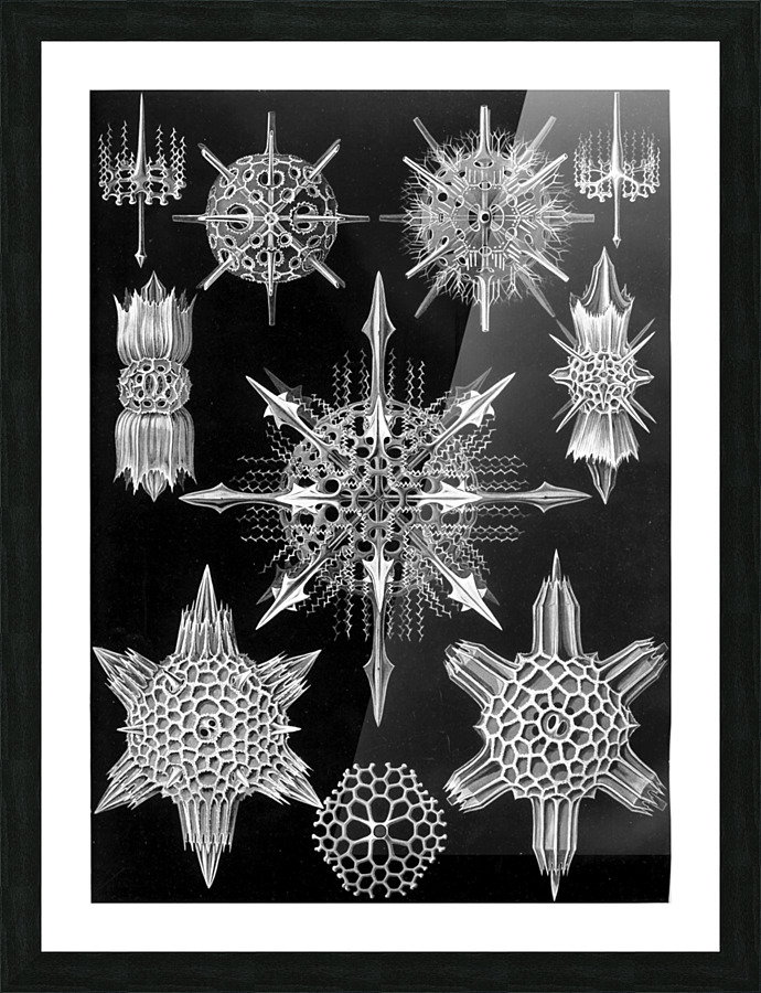 42 haeckel acanthophracta Picture Frame print