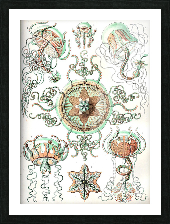  Fine Art print