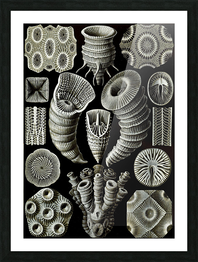  Fine Art print