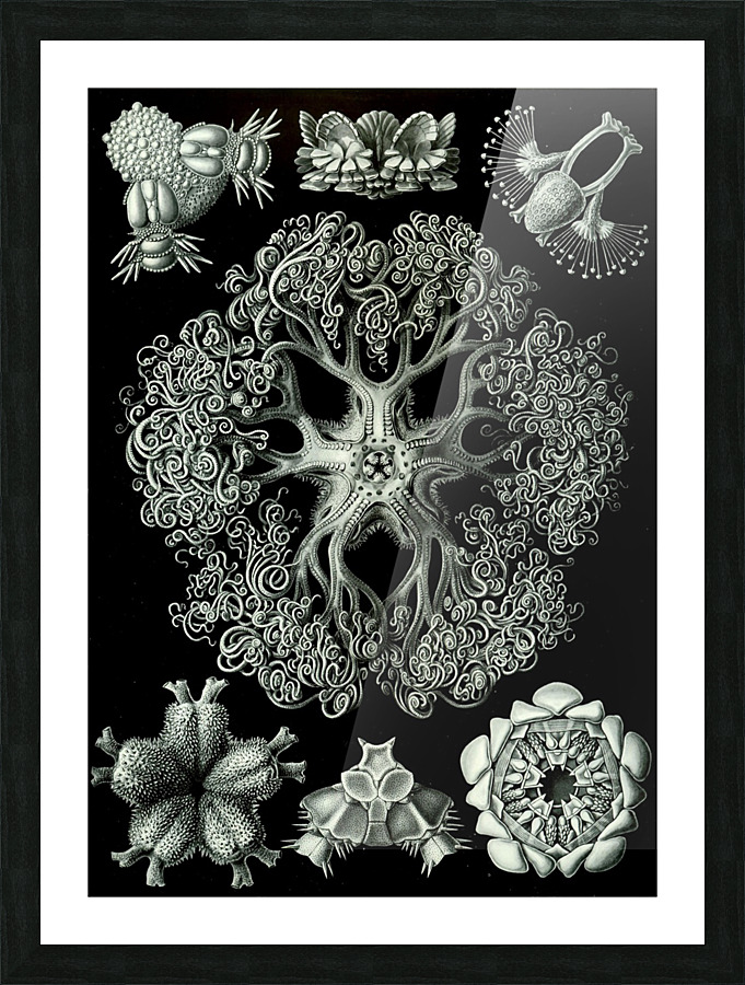  Fine Art print