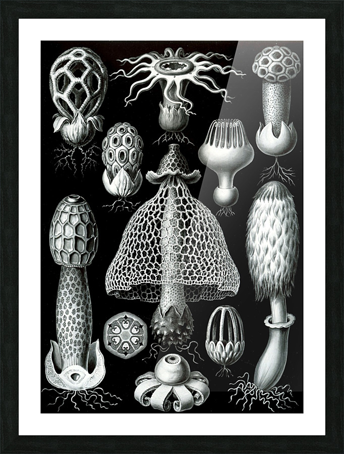  Fine Art print