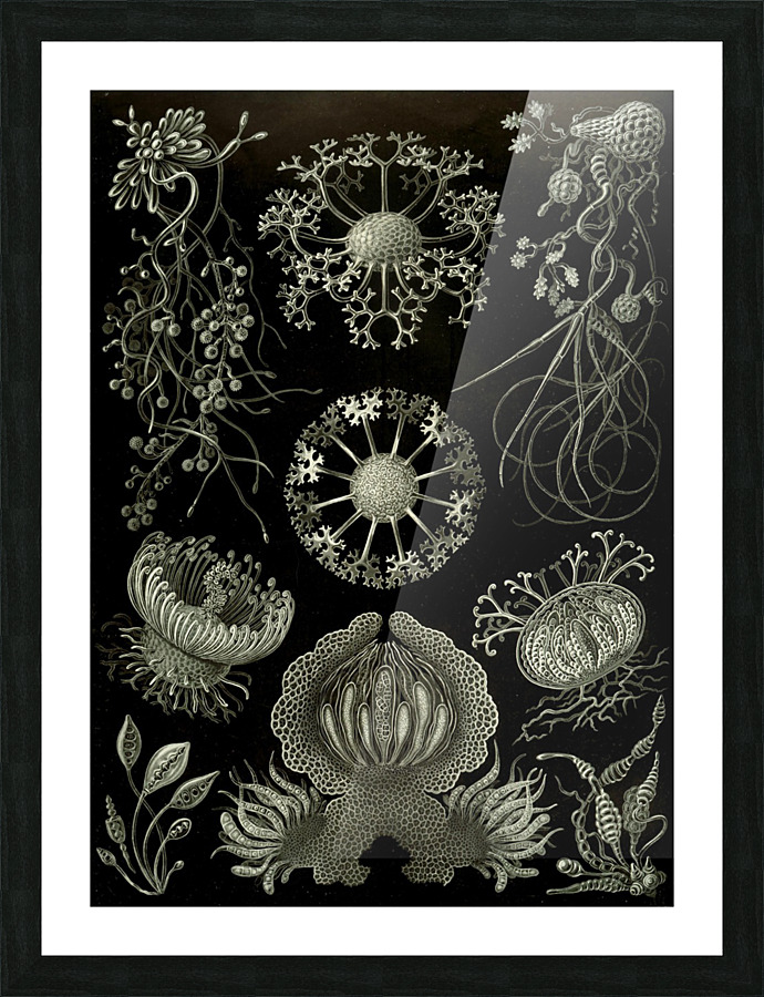  Fine Art print