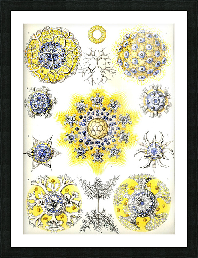  Fine Art print