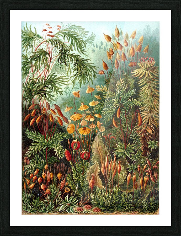  Fine Art print