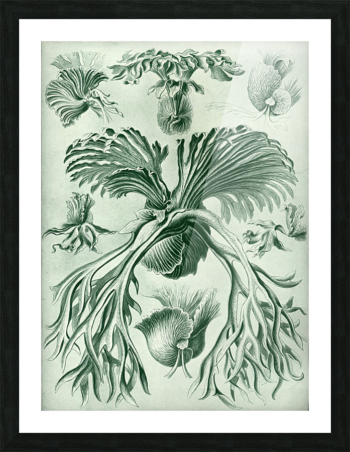  Fine Art print