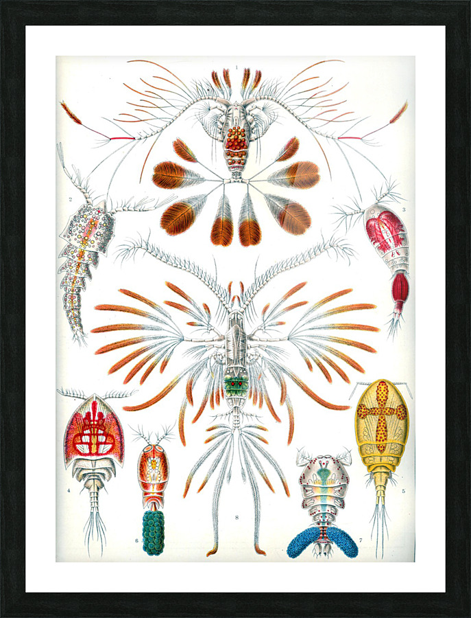  Fine Art print