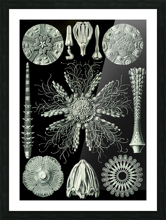  Fine Art print
