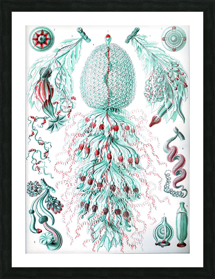  Fine Art print