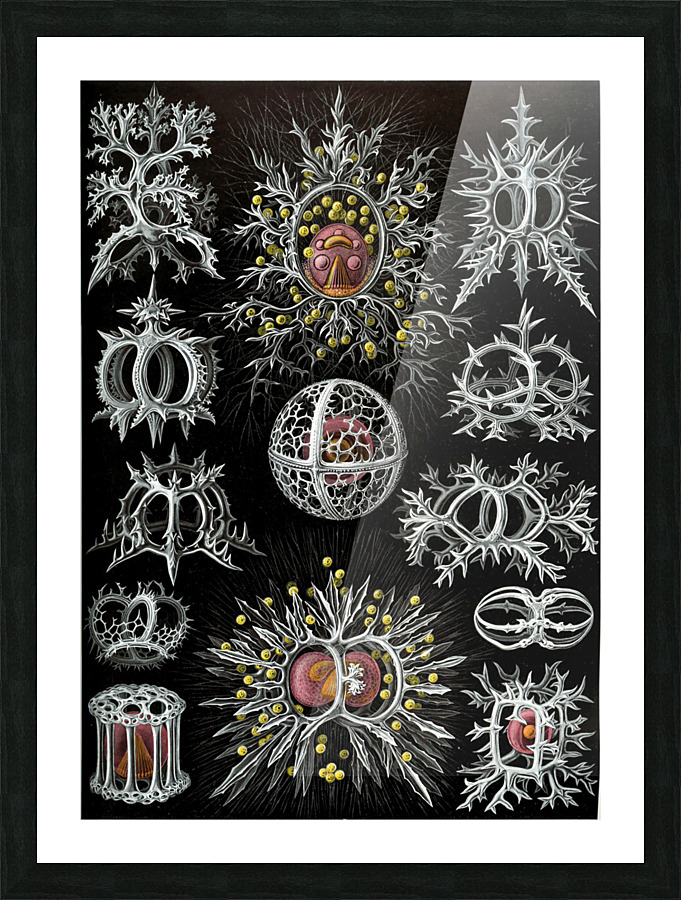  Fine Art print