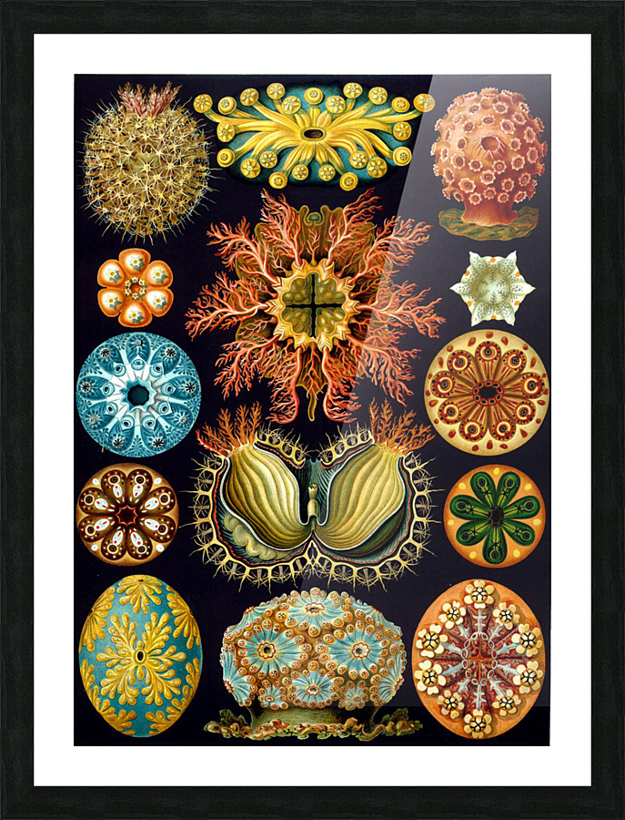  Fine Art print