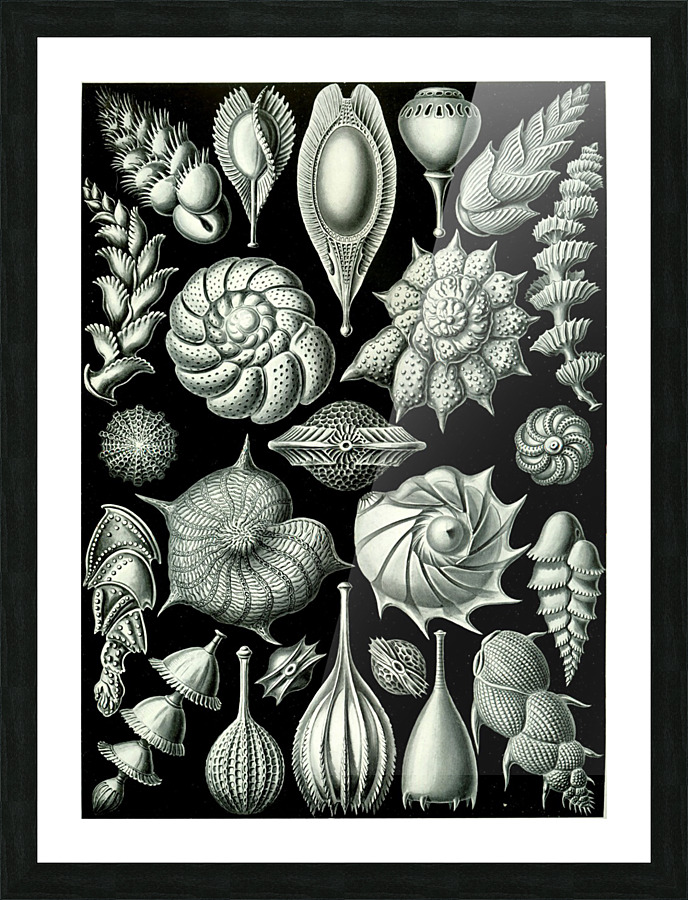  Fine Art print