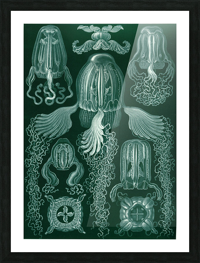  Fine Art print
