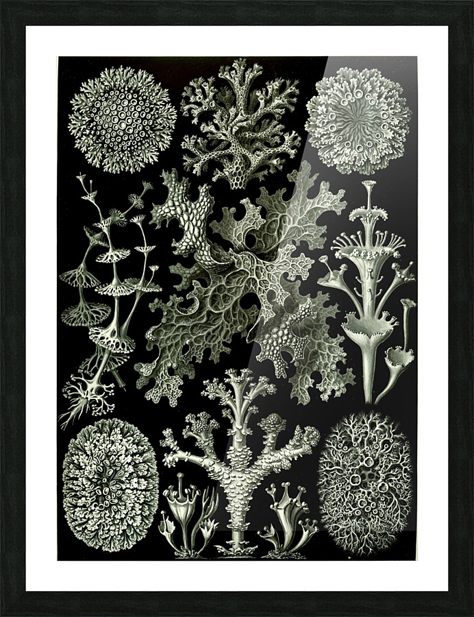  Fine Art print