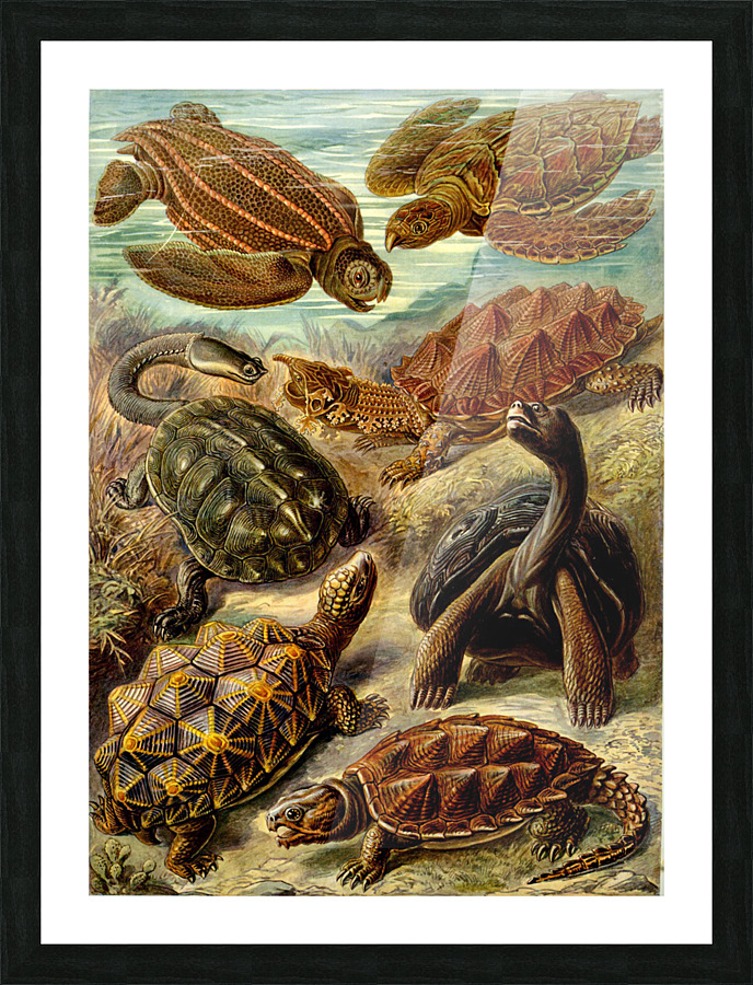  Fine Art print