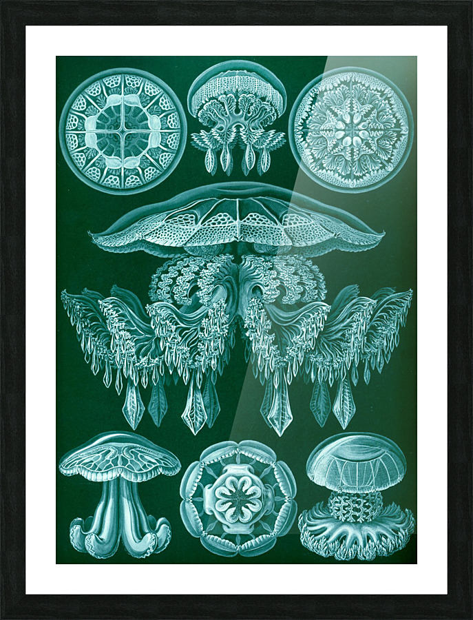  Fine Art print