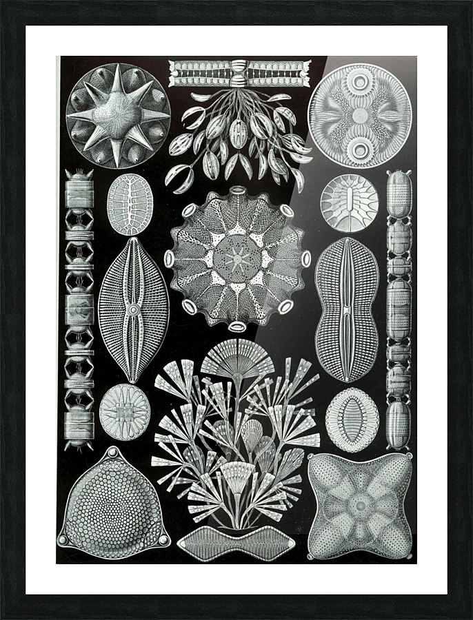  Fine Art print