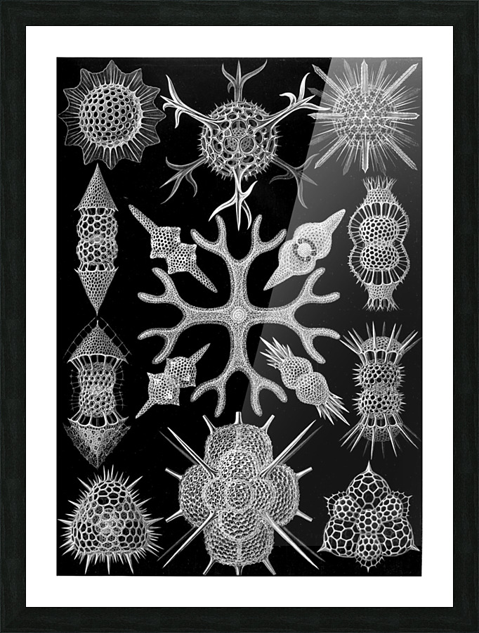  Fine Art print