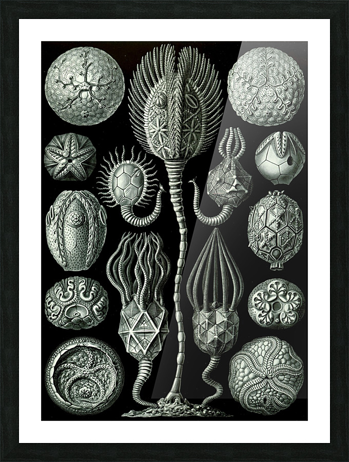  Fine Art print
