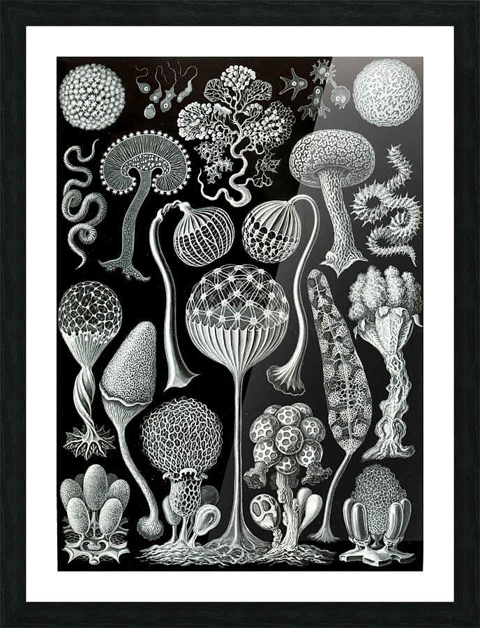  Fine Art print