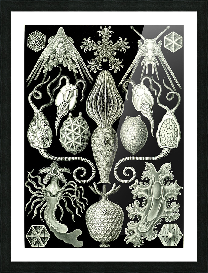  Fine Art print
