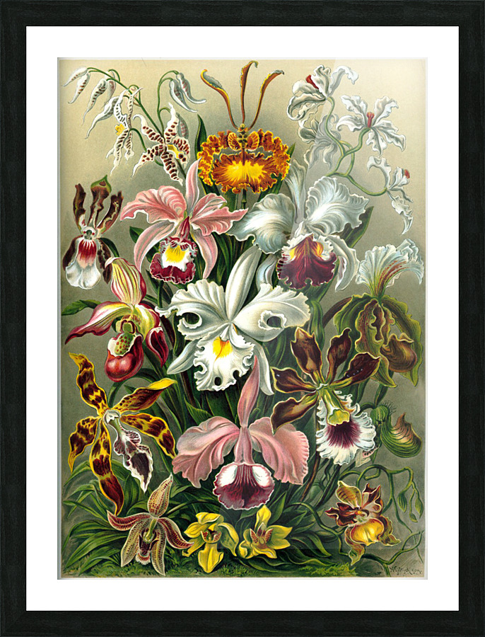  Fine Art print