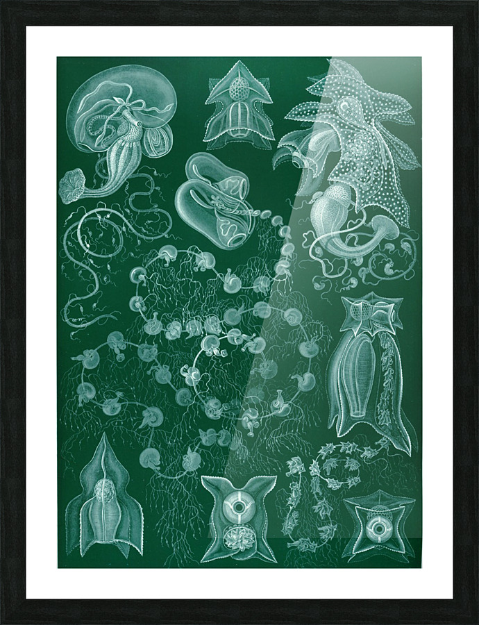  Fine Art print