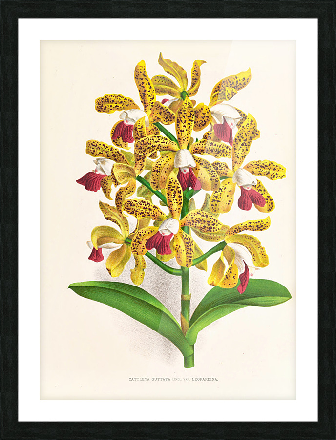  Fine Art print