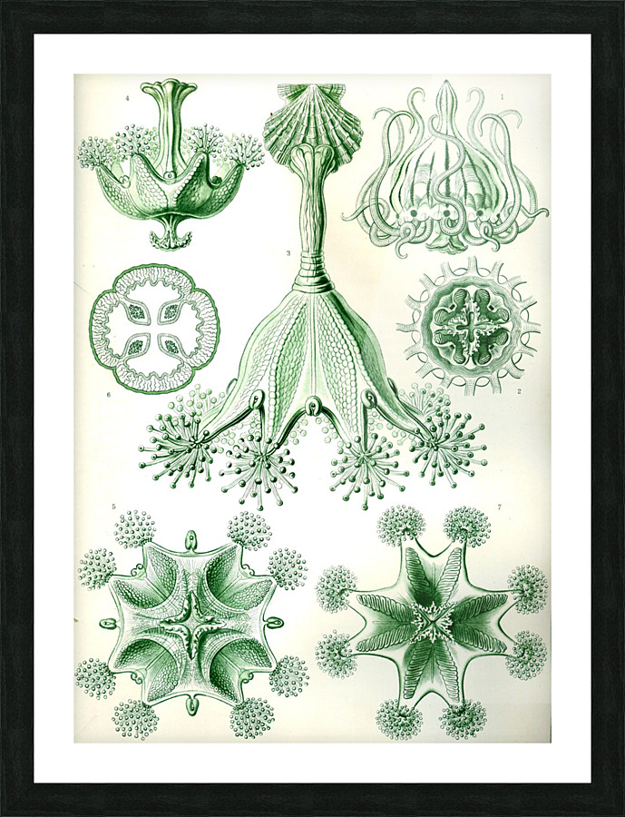  Fine Art print