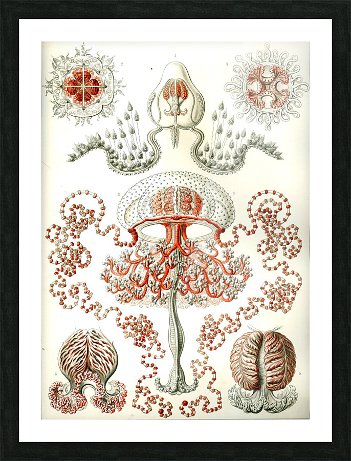  Fine Art print