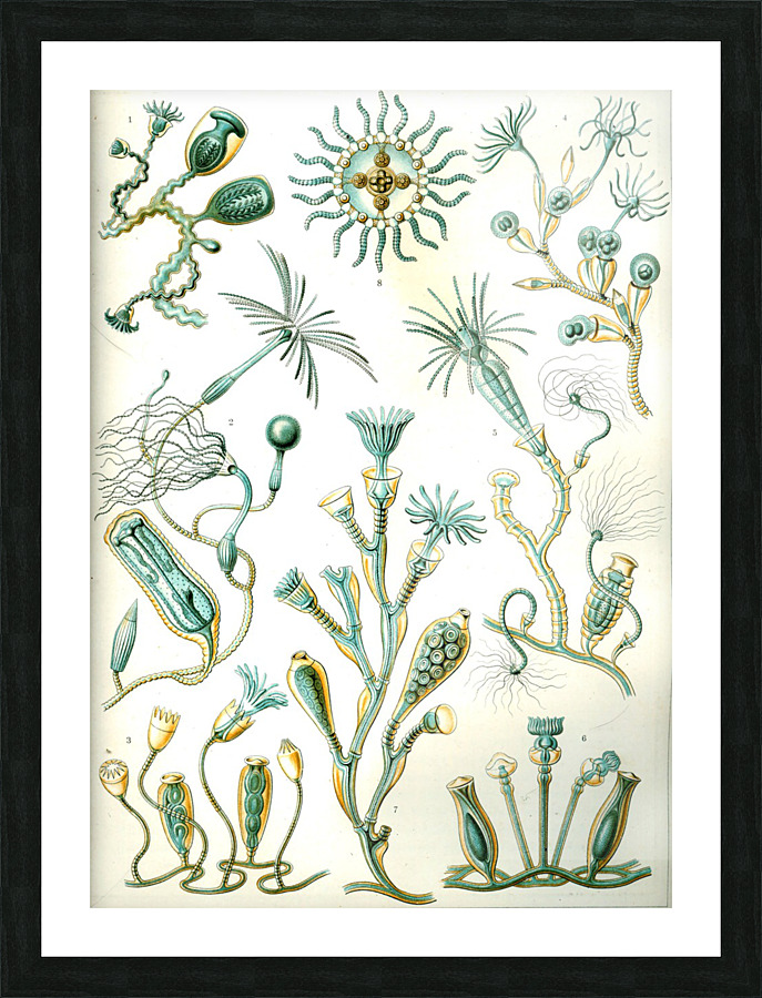  Fine Art print