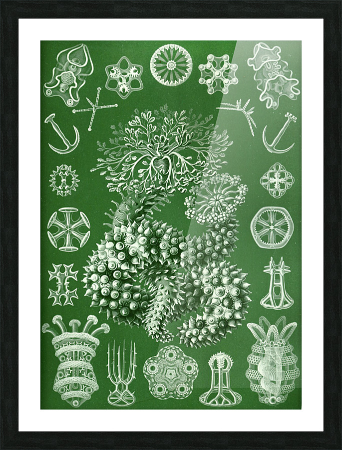  Fine Art print