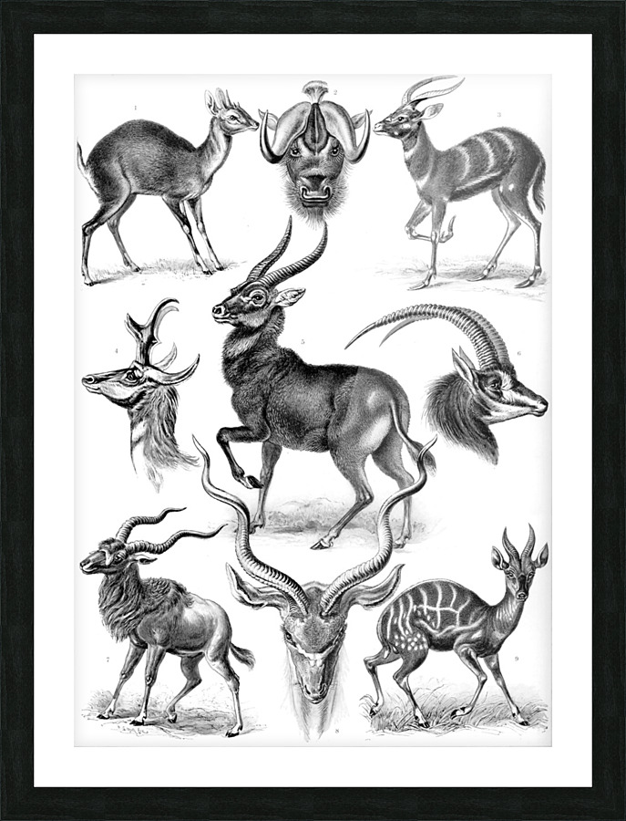  Fine Art print