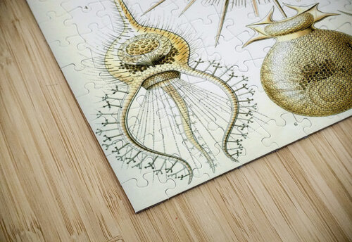 2 haeckel phaeodaria TOPARTGALLERY puzzle