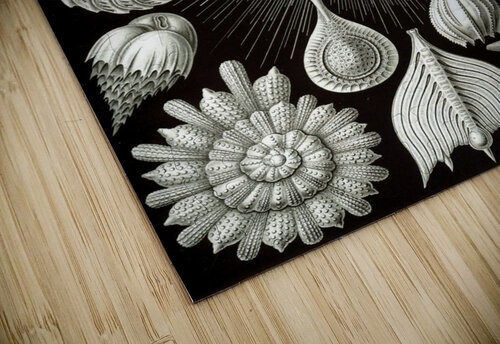 3 haeckel thalamphora TOPARTGALLERY puzzle
