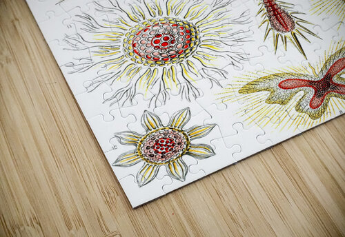 12 haeckel discoidea TOPARTGALLERY puzzle