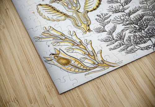26 haeckel sertulariae TOPARTGALLERY puzzle