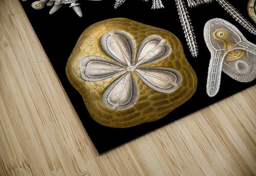 31 haeckel echinidea TOPARTGALLERY puzzle