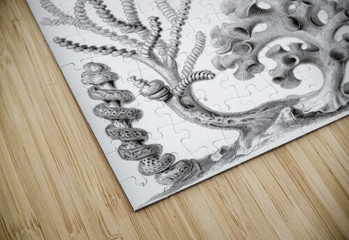 36 haeckel hexactinellae TOPARTGALLERY puzzle