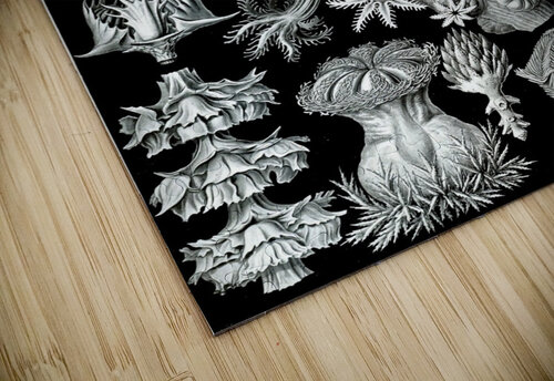 40 haeckel gorgonida TOPARTGALLERY puzzle