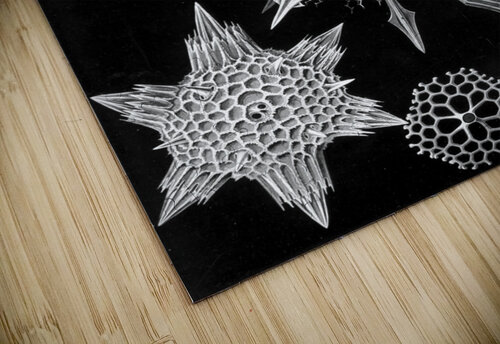 42 haeckel acanthophracta TOPARTGALLERY puzzle