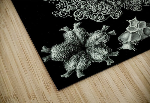 71 haeckel ophiodea TOPARTGALLERY puzzle