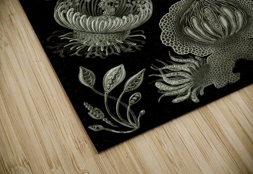 74 haeckel ascomycetes TOPARTGALLERY puzzle