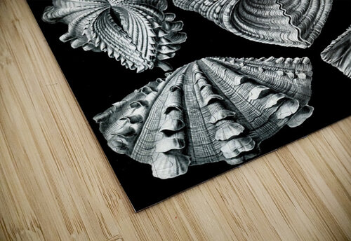 56 haeckel acephala TOPARTGALLERY puzzle