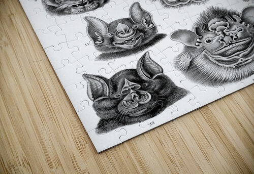 68 haeckel chiroptera TOPARTGALLERY puzzle
