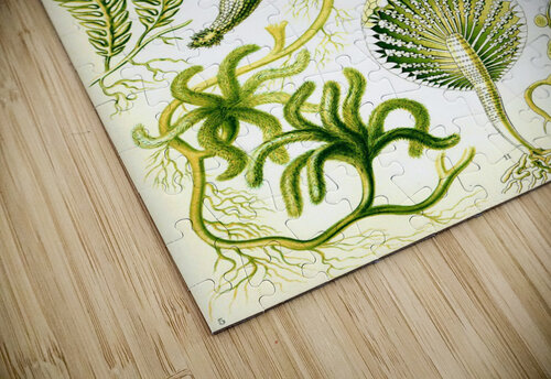 65 haeckel siphoneae TOPARTGALLERY puzzle