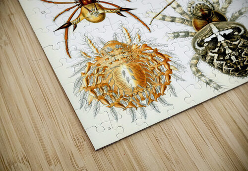 67 haeckel arachnida TOPARTGALLERY puzzle
