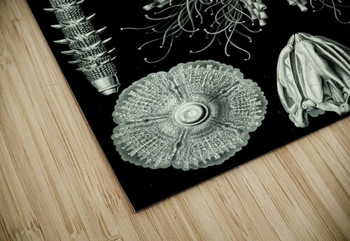 61 haeckel echinidea TOPARTGALLERY puzzle