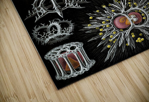 72 haeckel stephoidea TOPARTGALLERY puzzle