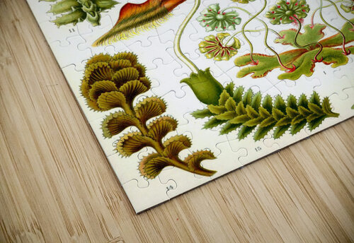 83 haeckel hepaticae TOPARTGALLERY puzzle